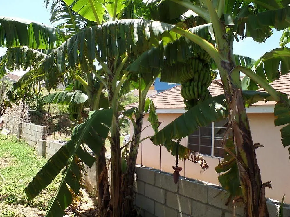 Little Cottage Of Rose Hall Montego Bay Jamaica